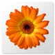 Artweaver Free